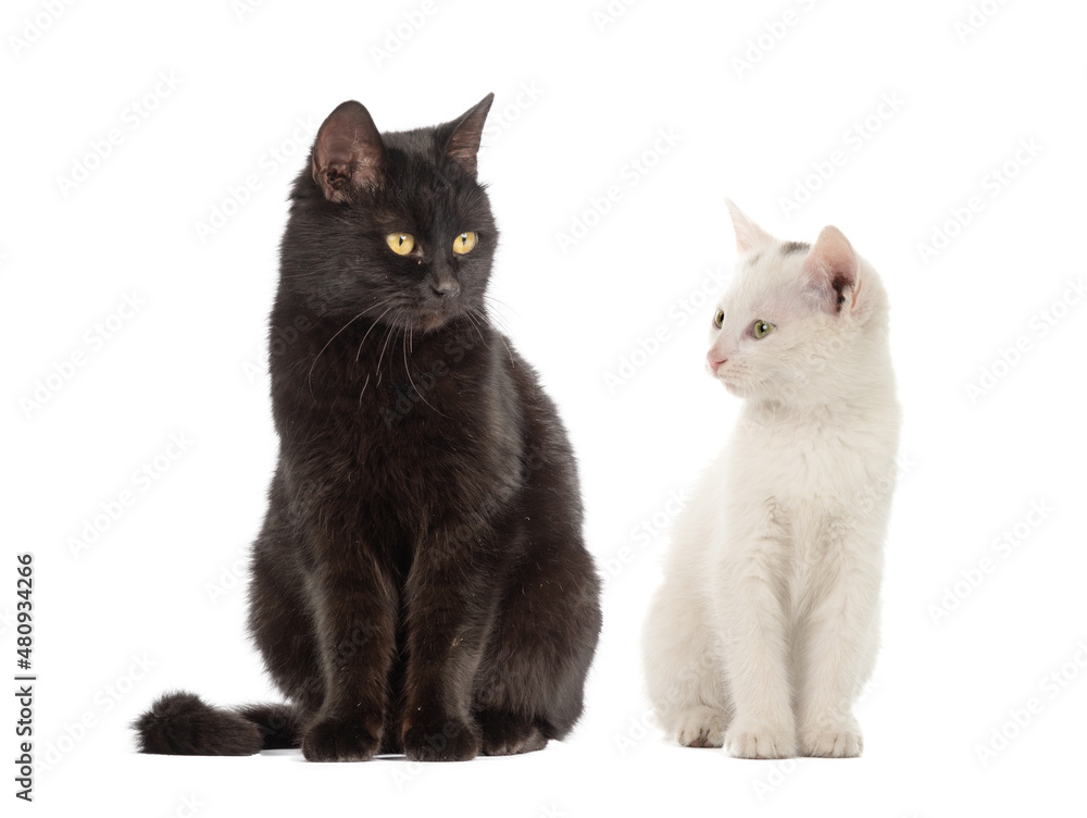 white cat and black cat isolated on white background