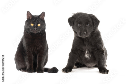 black cat and puppy sitting on a white background © fotomaster