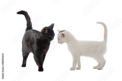 white and black cats find out the relationship between themselves isolated © fotomaster