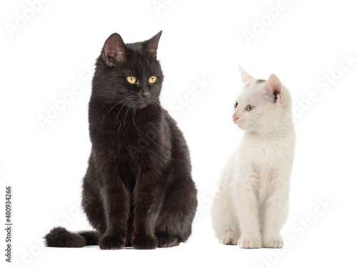 white cat and black cat isolated on white background