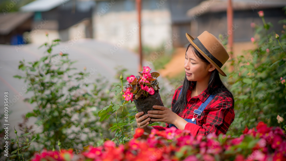 asian woman in rose flower plantation.
