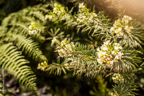 White flowers