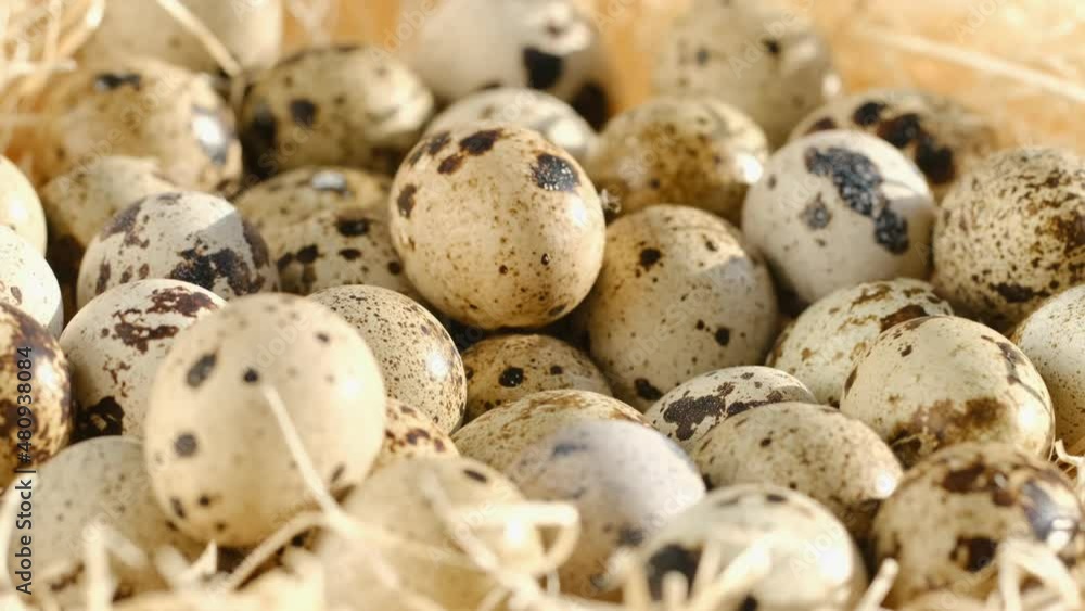 Close-up of quail eggs a rotating . Bright colorful quail eggs. Macro. Selective focus Close-up of quail eggs a rotating . Bright colorful quail eggs. Macro. Selective focus