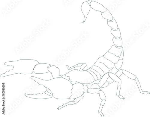 scorpions preparing to fight on white background