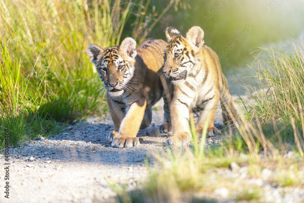 Obraz premium Cute love the striped pair of Bengal tiger cubs are walking on the road on a slightly blurred background