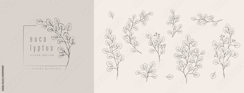 Silver dollar eucalyptus logo and floral branch. Hand drawn wedding herb, plant and monogram with elegant leaves for invitation save the date card design
