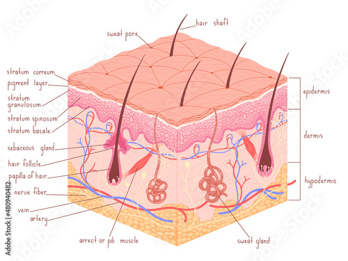 Human skin anatomy epidermis with hair follicle medical vector illustration. photo