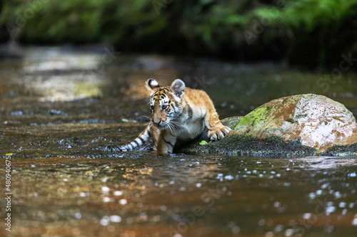Bengal tiger cub is lying on a stone in a river stream. Horizontally.