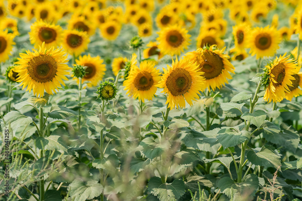 Fototapeta premium Field of ripening sunflowers on a summer day