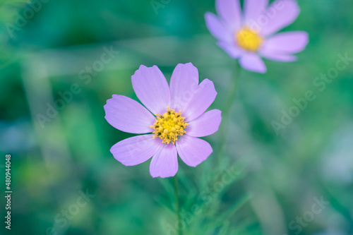 beautiful purple cosmos flower in a field