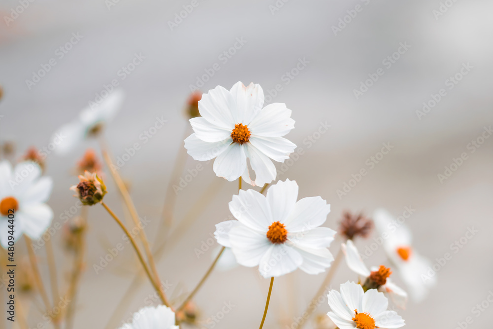 Obraz premium beautiful shot of white cosmos flowers in a field