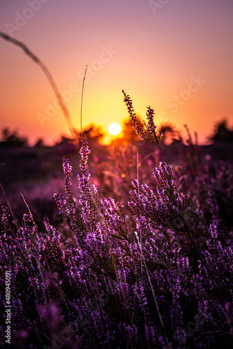 Sunset Lüneburger Heide
