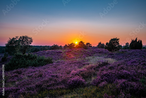 Sunset Lüneburger Heide