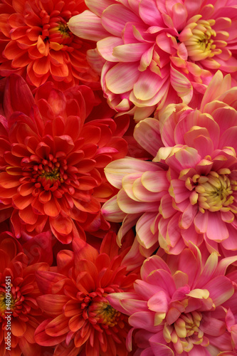 Many different beautiful chrysanthemums as background, closeup © New Africa
