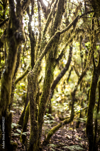 Old trees trunks in the forest