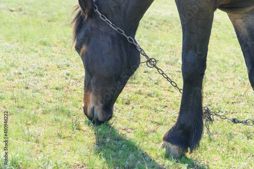 A horse grazes in a meadow and eats green grass. Close-up © pro2audio