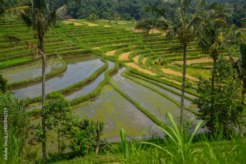beautiful rice terrace with water in Bali. High quality photo. Harvesting concept 