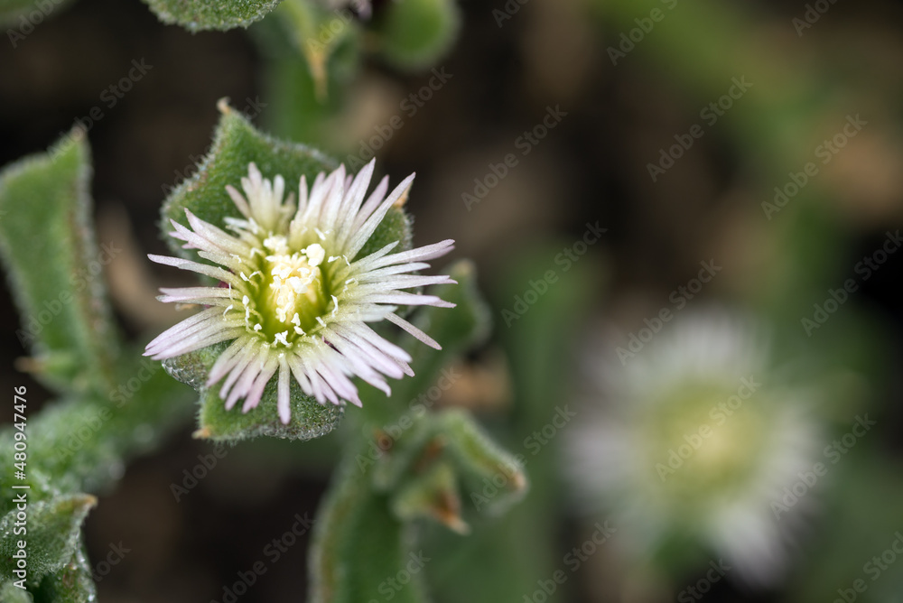 アイスプラントの花のアップ