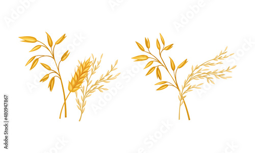 Bunches of wheat, rye, oat or barley set. Agriculture, bakery and farming vector illustration