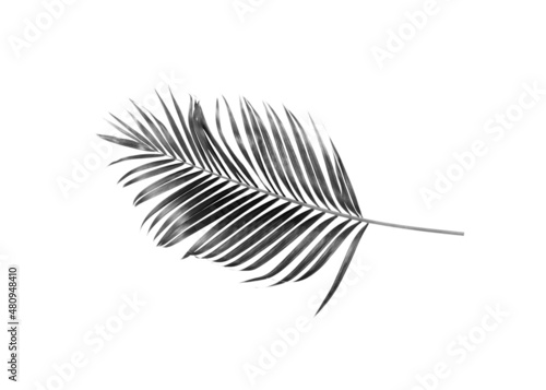 black leaf of palm tree on white background