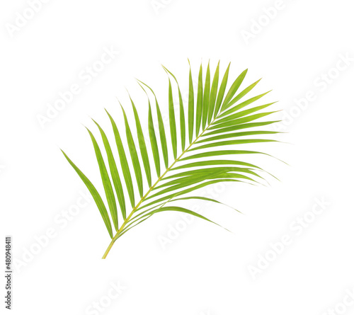 Fototapeta Naklejka Na Ścianę i Meble -  green leaf of palm tree on white background
