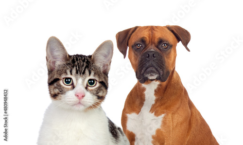 Cute cat with green eyes and a brown boxer looking at camera