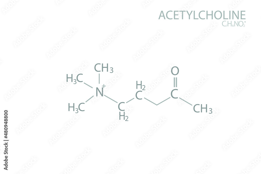 Acetylcholine molecular skeletal chemical formula.	