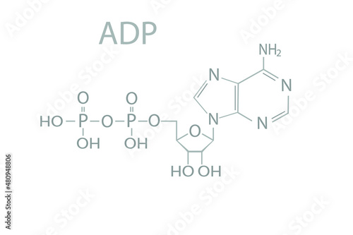Adenosine diphosphate (ADP) molecular skeletal chemical formula.	 photo