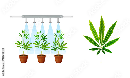 Industrial hemp cultivation set. Pots with seedlings and cannabis leaf vector illustration