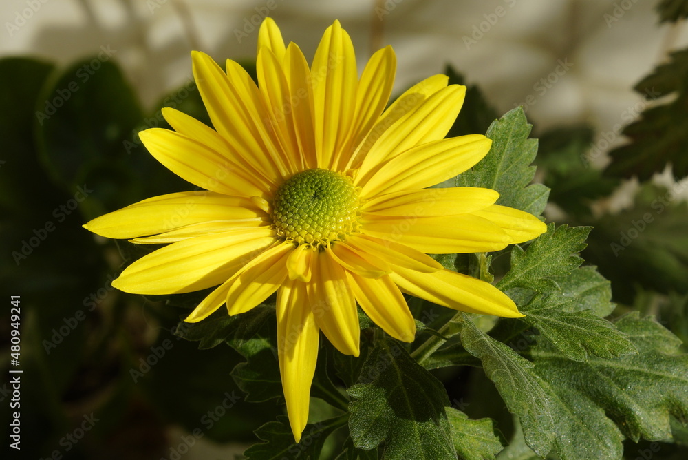 Obraz premium yellow flower chrysanthemum 