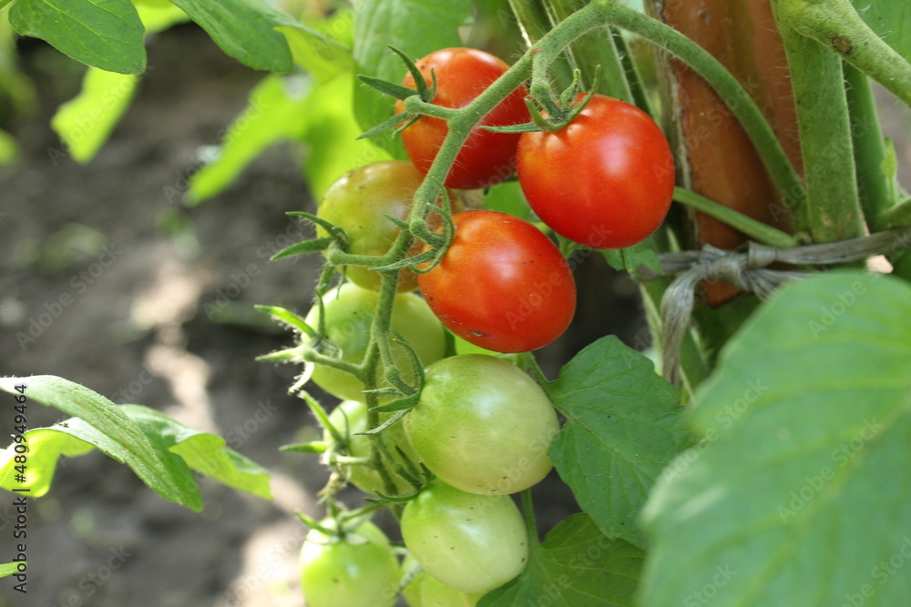 small tomatoes sing on a cherry branch. cultivation of vegetables. Crop farming. How Cherry Tomatoes Grow