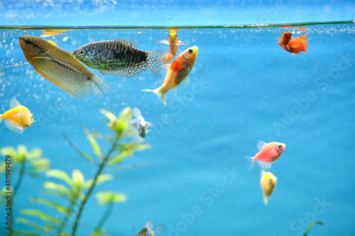 Colorful exotic fish swimming in deep blue water aquarium with green tropical plants