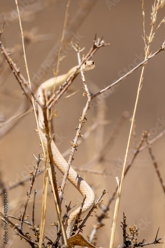 Fork-marked Sand Snake in the Kgalagadi