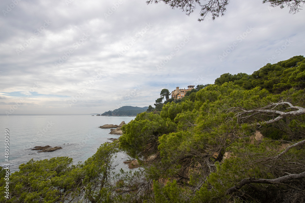 Pine trees above the sea. Seascape on a cloudy day with pine trees and rock.