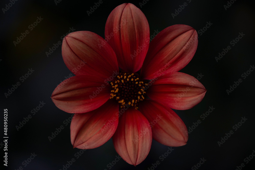 red flower on black background macro red flower on black background macro