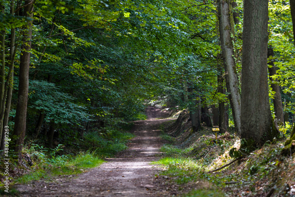 Obraz premium path in the woods