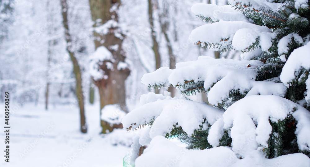 Winter. Park. Branch of coniferous trees in the snow. In the foreground a branch on a blurred forest background.