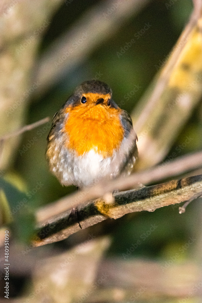Fototapeta premium European Robin perched on a tree branch