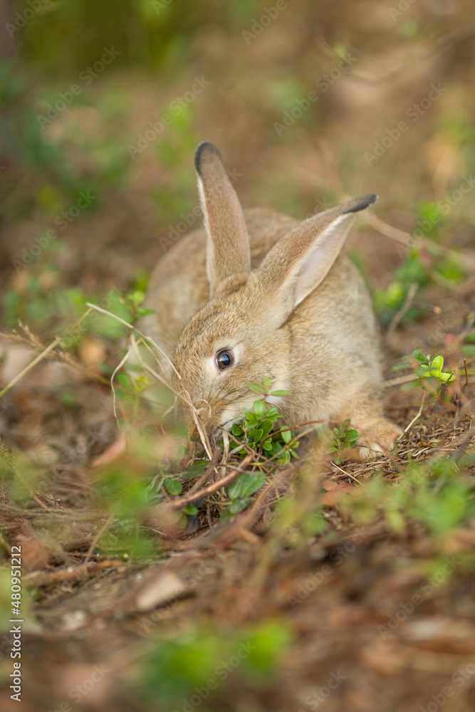 Fototapeta premium Easter bunny. Rabbit in green grass and flowers. Cute hare outdoors in a natural environment