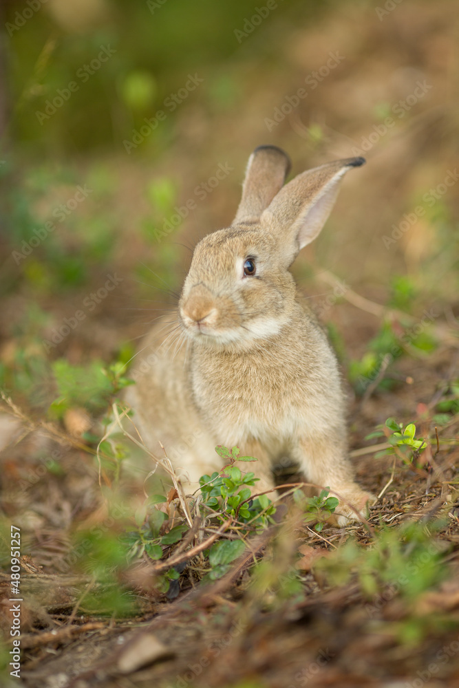 Fototapeta premium Easter bunny. Rabbit in green grass and flowers. Cute hare outdoors in a natural environment