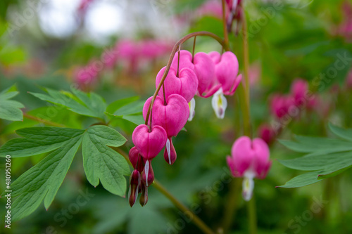 pink dicentra in the garden on a cloudy day, blurred background photo