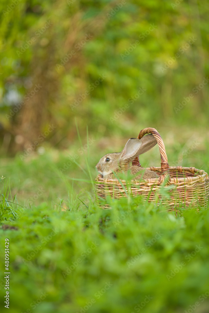 Obraz premium Easter bunny. Rabbit in green grass and flowers. Cute hare outdoors in a natural environment