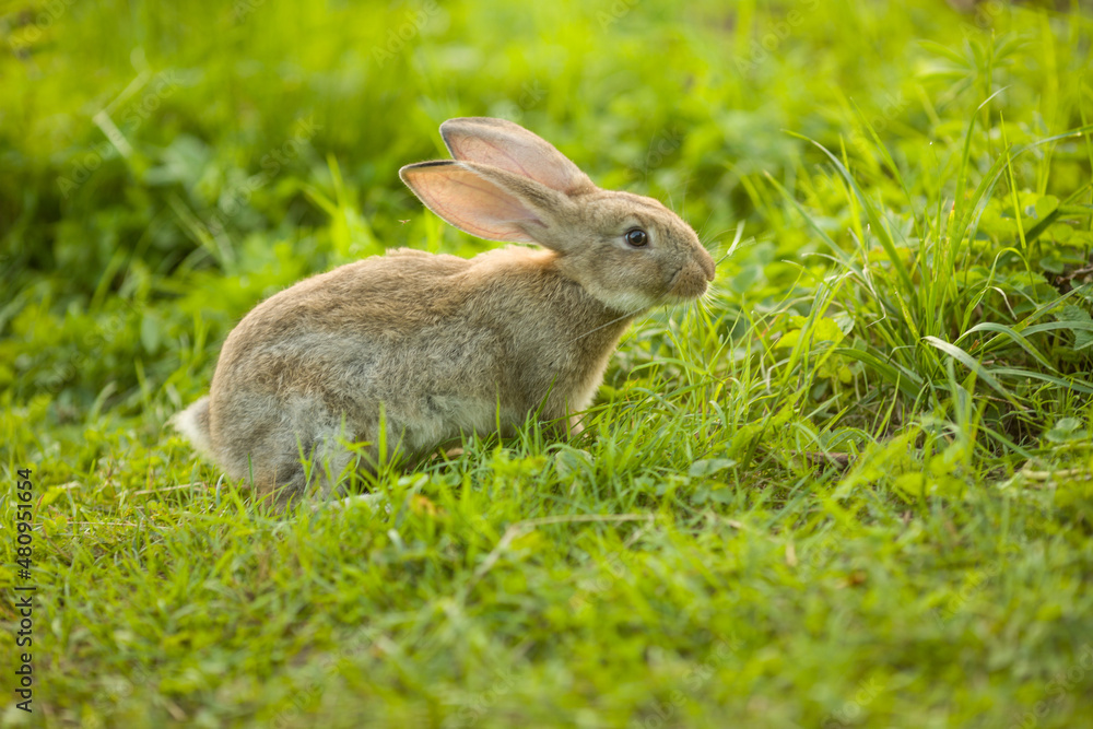 Fototapeta premium Easter bunny. Rabbit in green grass and flowers. Cute hare outdoors in a natural environment