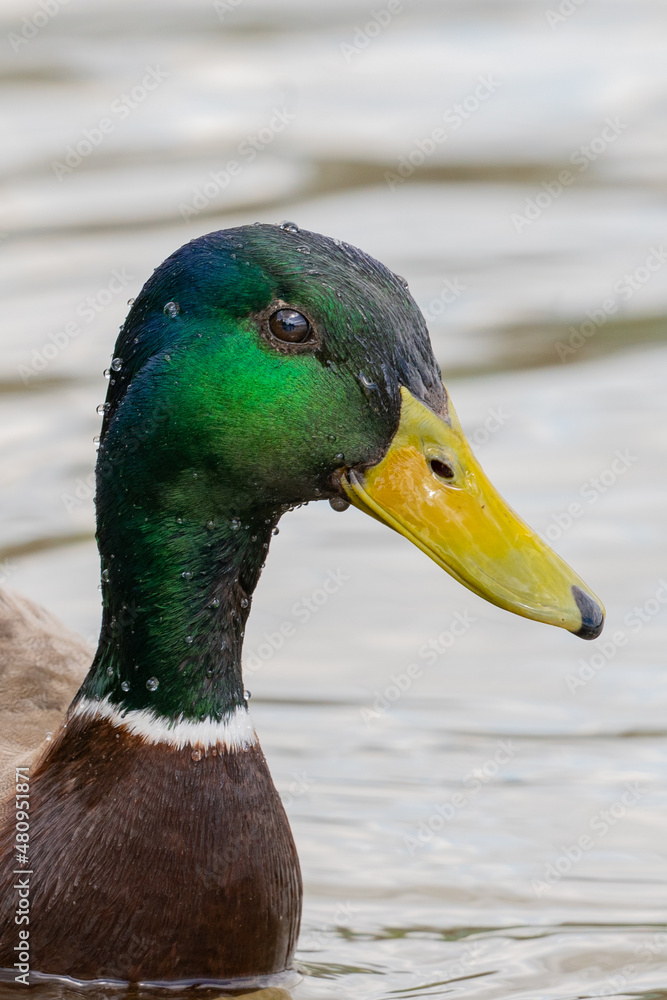 Fototapeta premium duck on the water