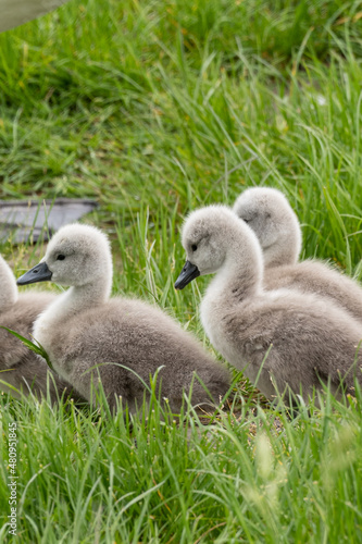 family of swans - linz, austria - babys © Tim