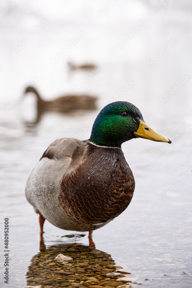 duck on a lake duck on a lake