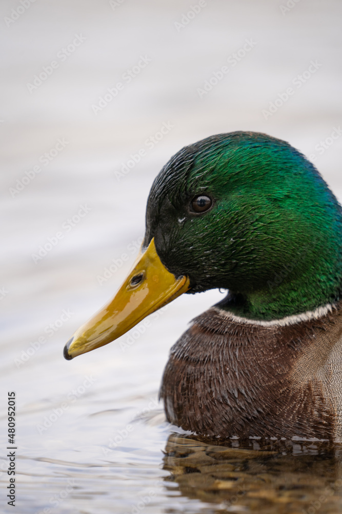 Obraz premium duck on the water