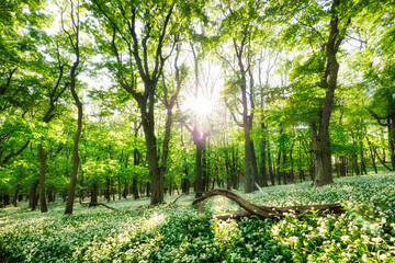 Foto auf Leinwand Wald Spring forest with blooming white flowers and sun. Wild garlic - Carpathian mountain  © TTstudio