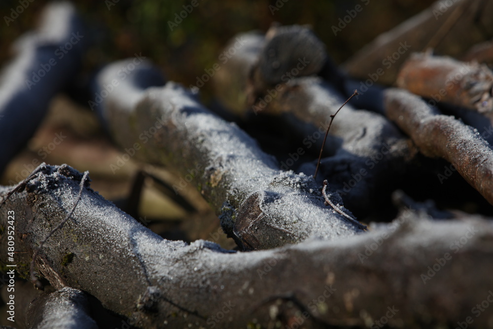 Fototapeta premium tree trunk with rope