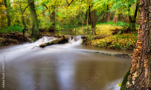 Fototapeta Naklejka Na Ścianę i Meble -  Autumn forest river creek landscape. River creek in autumn park. Autumn park river creek